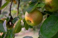 Rain drops on green brown apple hanging from a tree at sunset