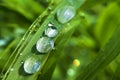 Rain drops on green grass Royalty Free Stock Photo