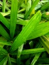 Rain drops on green grass Royalty Free Stock Photo