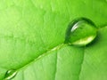 Rain drops on a green leaf Royalty Free Stock Photo