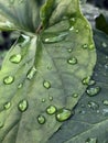 Rain drops on green leaf Royalty Free Stock Photo