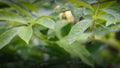 Rain drops on green leaf close up shot Royalty Free Stock Photo