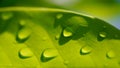 Rain drops on green leaf close up shot, Refresh nature background Royalty Free Stock Photo