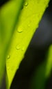 Rain drops on green leaf close up shot, Refresh nature background Royalty Free Stock Photo