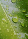 Rain drops on green leaf close up shot, Refresh nature background Royalty Free Stock Photo