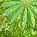 Rain drops on green leaf Royalty Free Stock Photo