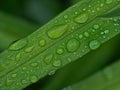 Rain drops on the green leaf macro details Royalty Free Stock Photo