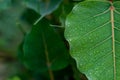 Rain drops on green leaf over the blurry leaves background with copy space. winter and rainy concept Royalty Free Stock Photo