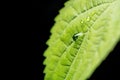 Rain drops on green leaf plant on black background. Selective focus. Nature concept Royalty Free Stock Photo