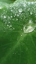 Rain drops on a green leaf at rainy day Royalty Free Stock Photo
