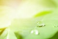 Rain drops on the green leaf with sunlight in the morning time. Royalty Free Stock Photo