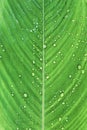 Rain drops on green leaf of `Ctenanthe Compressa` plant