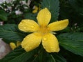 Rain drops on green leaf and yellow flower after the rain on a rainy season. beautiful nature background. Royalty Free Stock Photo