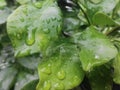 rain drops on the green leave Royalty Free Stock Photo