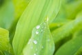 Rain drops on the green leaves of lilies of the valley