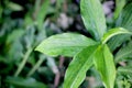 rain drops on green leaves, nature flora with bokeh background