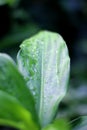 rain drops on green leaves, nature flora with bokeh background