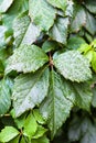 Rain drops on green leaves of Parthenocissus plant Royalty Free Stock Photo