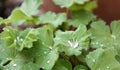 Rain drops on green leaves