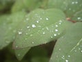 Rain drops on green leaves