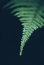 Rain drops on green lush fern leaves trendy style image filter Royalty Free Stock Photo