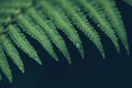 Rain drops on green lush fern leaves trendy style image filter Royalty Free Stock Photo