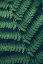 Rain drops on green lush fern leaves trendy style image filter Royalty Free Stock Photo