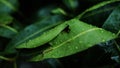 rain drops on green mango leaf