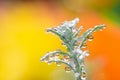 Rain drops on a green plant, with a colorful blurred background Royalty Free Stock Photo