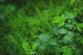 Rain drops on green grass Royalty Free Stock Photo