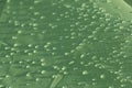 Rain drops on the green rainproof tent sheet. Royalty Free Stock Photo