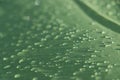Rain drops on the green rainproof tent sheet. Royalty Free Stock Photo
