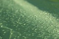 Rain drops on the green rainproof tent sheet. Royalty Free Stock Photo