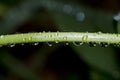 Rain drops on green stem Royalty Free Stock Photo