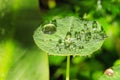 Rain drops on green Tropaeolum magus garden nasturtium plant in the early morning Royalty Free Stock Photo