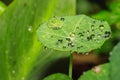 Rain drops on green Tropaeolum magus garden nasturtium plant in the early morning Royalty Free Stock Photo