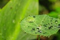 Rain drops on green Tropaeolum magus garden nasturtium plant in the early morning