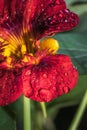Rain drops on green Tropaeolum magus garden nasturtium plant in the early morning Royalty Free Stock Photo