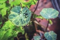 Rain drops on green Tropaeolum magus garden nasturtium plant in the early morning