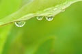 Rain drops hanging on the leaf in the garden