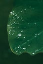 Rain Drops on Heart Shaped leaf Royalty Free Stock Photo