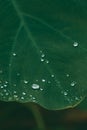 Rain Drops on Heart Shaped leaf - Water Drops falling on Taro Leaf Royalty Free Stock Photo