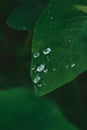 Rain Drops on Heart Shaped leaf - Water Drops on Taro Leaf Royalty Free Stock Photo