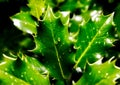 Rain drops on holly leaves