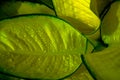 Hosta Leaves Rain Drops