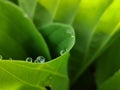 Rain drops on hosta plant