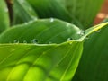 Rain drops on hosta plant