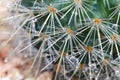 Rain drops island thorny cactus. Royalty Free Stock Photo