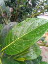 Rain drops on jackfruit trees leaf