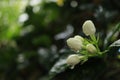 Rain drops Jasmine flower after rain Royalty Free Stock Photo